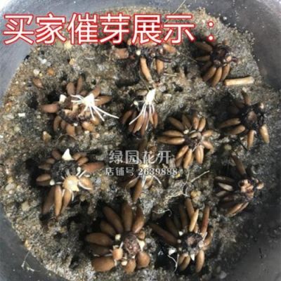 水毛花价格(花毛茛价格)-图2 水毛花价格(花毛茛价格)-图2