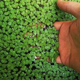 浮萍价格(浮萍产量)-图3 浮萍价格(浮萍产量)-图3