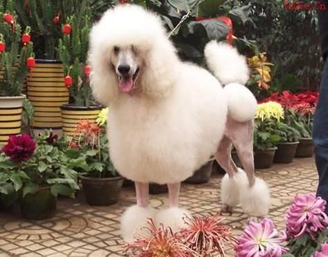 长嘴贵宾价格(长嘴犬品种大全及图片)-图2 长嘴贵宾价格(长嘴犬品种大全及图片)-图2