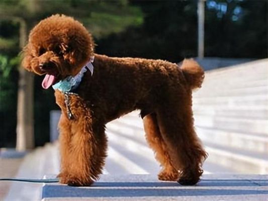 长嘴贵宾价格(长嘴犬品种大全及图片)-图3 长嘴贵宾价格(长嘴犬品种大全及图片)-图3