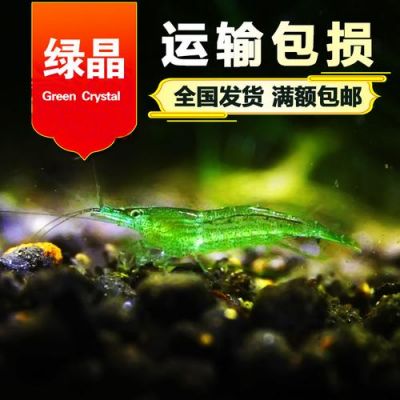 绿晶虾价格(绿虾是什么)-图3 绿晶虾价格(绿虾是什么)-图3