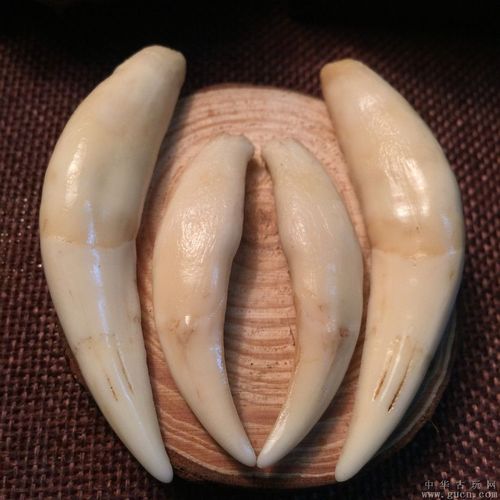 豹牙的价格（豹牙的功效和作用）