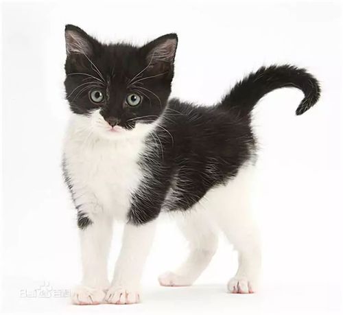 燕尾猫价格(燕尾服猫特点)-图3 燕尾猫价格(燕尾服猫特点)-图3