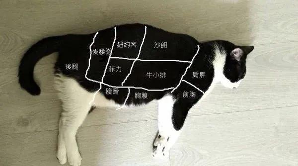 燕尾猫价格(燕尾服猫特点)-图2 燕尾猫价格(燕尾服猫特点)-图2