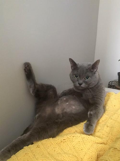 燕尾猫价格(燕尾服猫特点)-图1 燕尾猫价格(燕尾服猫特点)-图1