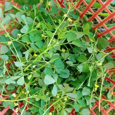 苜宿草价格（苜蓿草最新价格）-图3