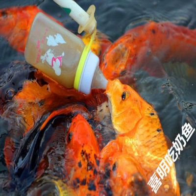 吃奶鱼批发价格(吃奶鱼厂家)-图2 吃奶鱼批发价格(吃奶鱼厂家)-图2