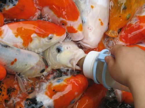 吃奶鱼批发价格(吃奶鱼厂家)-图3 吃奶鱼批发价格(吃奶鱼厂家)-图3