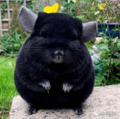 黑色龙猫价格(黑色龙猫多少钱)-图2 黑色龙猫价格(黑色龙猫多少钱)-图2