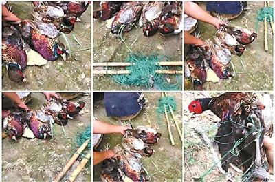 电煤抓鸡价格(电煤子抓野鸡)-图2 电煤抓鸡价格(电煤子抓野鸡)-图2