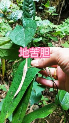 地胆虫价格（地虫丹有杀虫效果吗）