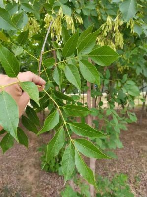洋白蜡价格（洋白蜡和白蜡区别）