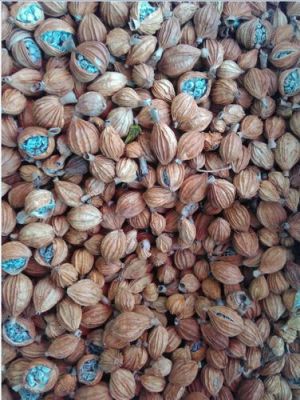 豆蔻季价格(豆蔻现在市场价格)-图3 豆蔻季价格(豆蔻现在市场价格)-图3