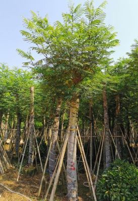 南洋楹价格(南洋楹苗木)-图1 南洋楹价格(南洋楹苗木)-图1