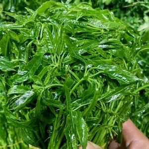 火镰菜价格（火镰菜种植情况）