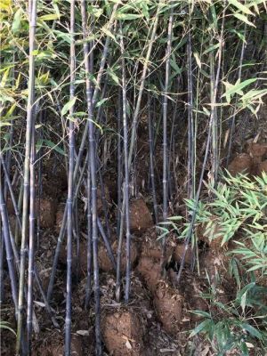 邯郸竹苗价格(邯郸竹子批发市场)-图3 邯郸竹苗价格(邯郸竹子批发市场)-图3