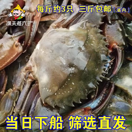 红夹子螃蟹价格（红夹子螃蟹多少钱一斤）-图3