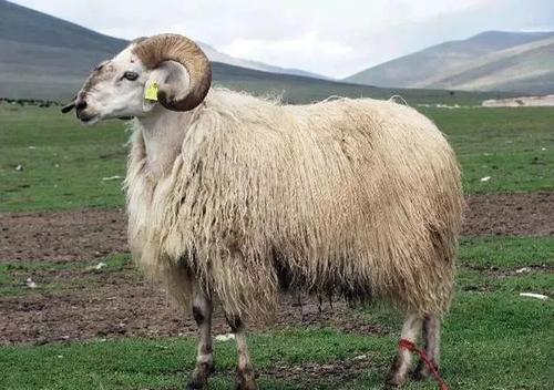 祁连藏羊价格（祁连白藏羊生产性能）