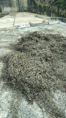 番薯藤干价格(蕃薯藤干有什么功效)-图3 番薯藤干价格(蕃薯藤干有什么功效)-图3