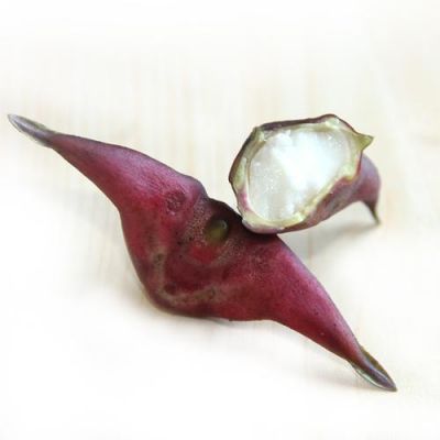 水红菱价格多少(水红菱角)-图3 水红菱价格多少(水红菱角)-图3