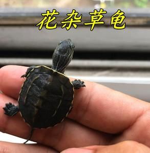 花杂草龟价格(花杂草龟能活几年)-图2 花杂草龟价格(花杂草龟能活几年)-图2