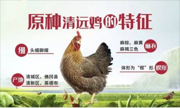 清远鸡价格(清远鸡价格最新价格)-图3 清远鸡价格(清远鸡价格最新价格)-图3