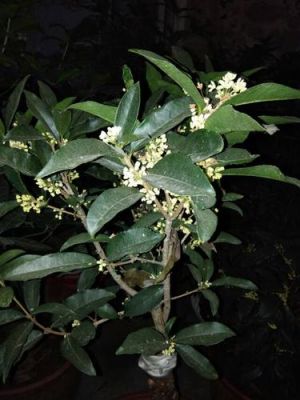 佛顶桂价格(佛顶珠桂花花期有几个月)-图2 佛顶桂价格(佛顶珠桂花花期有几个月)-图2