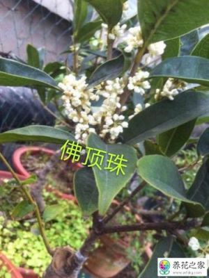 佛顶桂价格(佛顶珠桂花花期有几个月)-图1 佛顶桂价格(佛顶珠桂花花期有几个月)-图1