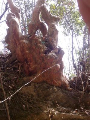 马林光树价格(马林光树桩价格35000元)-图3 马林光树价格(马林光树桩价格35000元)-图3