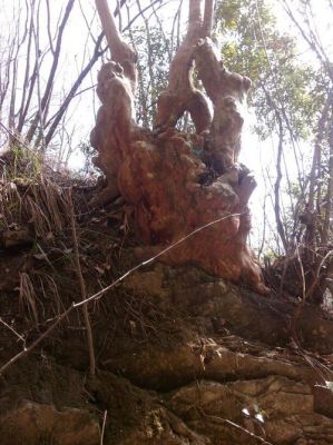 马林光树价格(马林光树桩价格35000元)-图2 马林光树价格(马林光树桩价格35000元)-图2