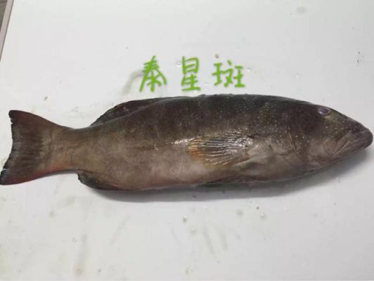 泰星斑价格（泰星斑好吃嚒）-图2