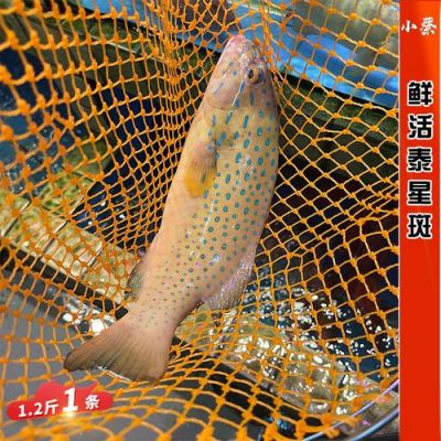 泰星斑价格（泰星斑好吃嚒）