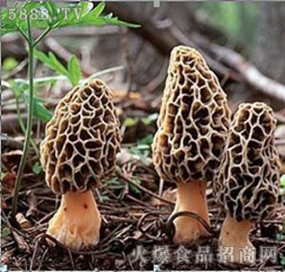 阳雀菌价格(阳雀菌种子在哪里买)-图3 阳雀菌价格(阳雀菌种子在哪里买)-图3
