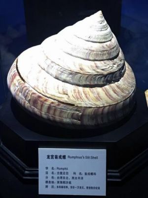 龙宫贝价格（龙宫贝阙最庄严）