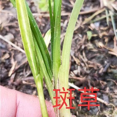 西域斑草价格（西疆域草）