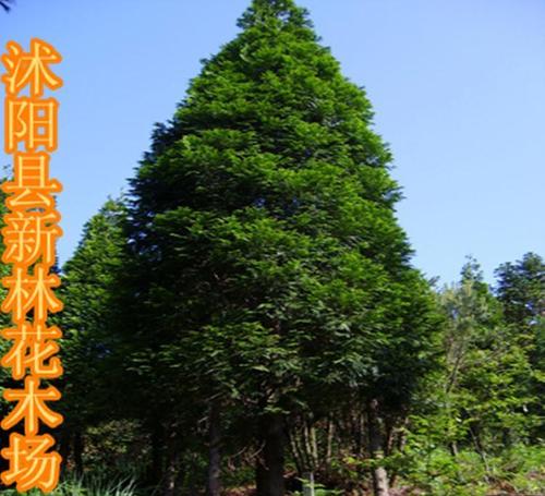 香柏年价格(香柏树图片及价格)-图3 香柏年价格(香柏树图片及价格)-图3