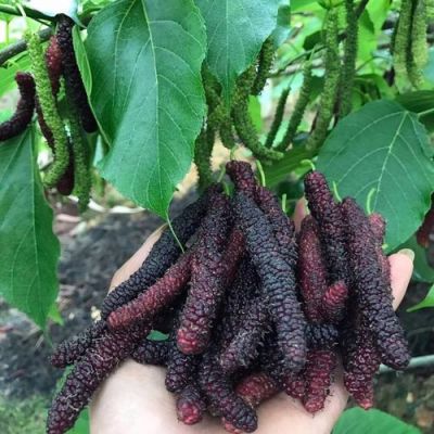 长果桑价格(长果桑种植技术)-图2 长果桑价格(长果桑种植技术)-图2
