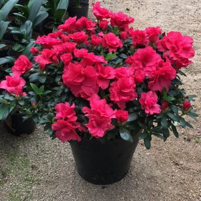 西洋鹃价格(西洋鹃一年开几次花)-图1 西洋鹃价格(西洋鹃一年开几次花)-图1