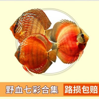 野彩价格(野彩品相好坏区分)-图3 野彩价格(野彩品相好坏区分)-图3