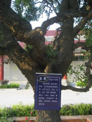 龙爪树价格(龙爪树图片大全大图)-图2 龙爪树价格(龙爪树图片大全大图)-图2