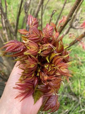 春芽价格（春芽价格下调）