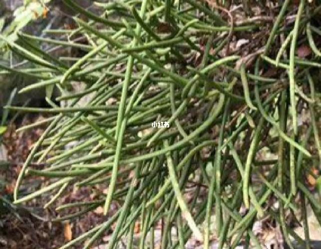 通脉草价格（通脉草的功效）