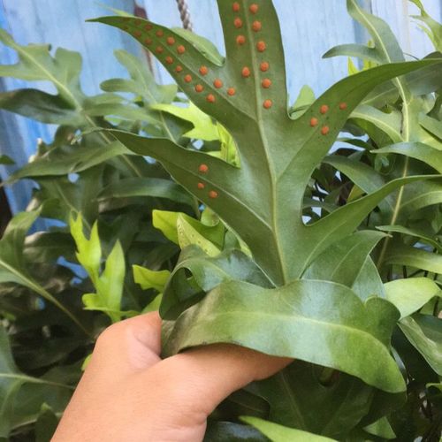 通脉草价格(通脉草的功效)-图2 通脉草价格(通脉草的功效)-图2