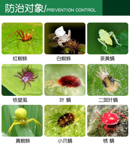 克螨特价格(克螨特持效期)-图3 克螨特价格(克螨特持效期)-图3