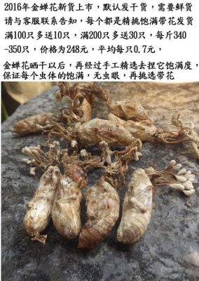 蝉花的价格多少钱一斤(蝉花的价格多少钱一斤2020年)-图2 蝉花的价格多少钱一斤(蝉花的价格多少钱一斤2020年)-图2