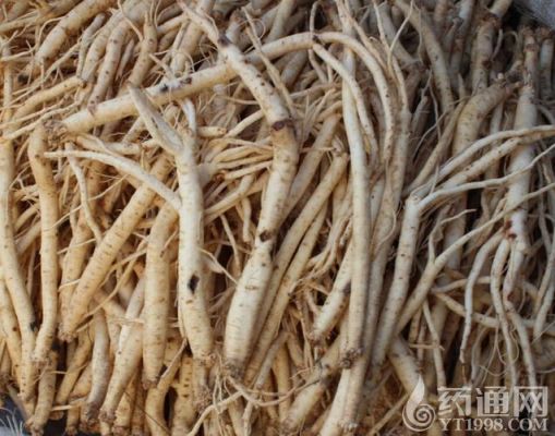 鲜黄芪价格最新价格(黄芪鲜货价格)-图2 鲜黄芪价格最新价格(黄芪鲜货价格)-图2