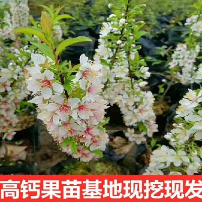 欧粒树苗价格多少（欧李树苗多少钱一颗）