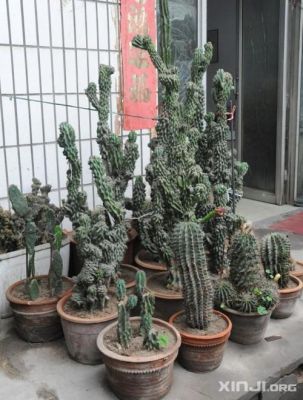 虎头山影价格(虎头山影风水好吗)-图2 虎头山影价格(虎头山影风水好吗)-图2