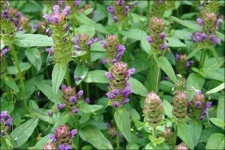 夏古草价格(夏古草功效与作用视频讲座)-图3 夏古草价格(夏古草功效与作用视频讲座)-图3