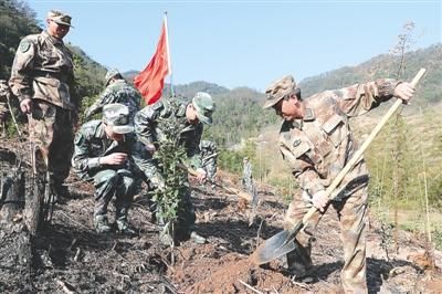 闽楠苗木价格的简单介绍-图3 闽楠苗木价格的简单介绍-图3